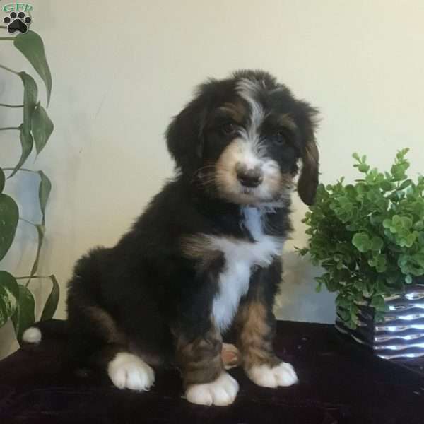 Wineberry, Bernedoodle Puppy